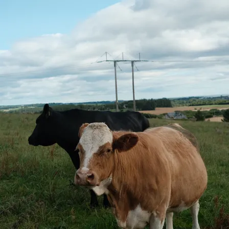 Cookney, Aberdeenshire, August 2026